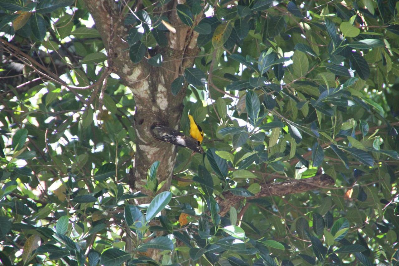 Mahaweli Shades Hotel Kandy Bagian luar foto